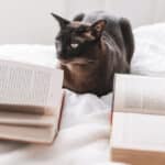 Kot i książka, Freepik