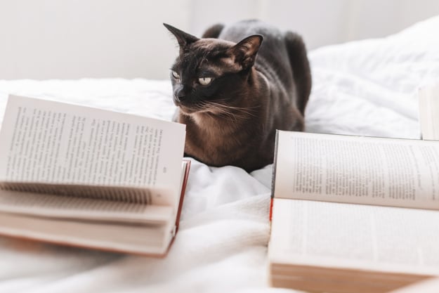 Kot i książka, Freepik